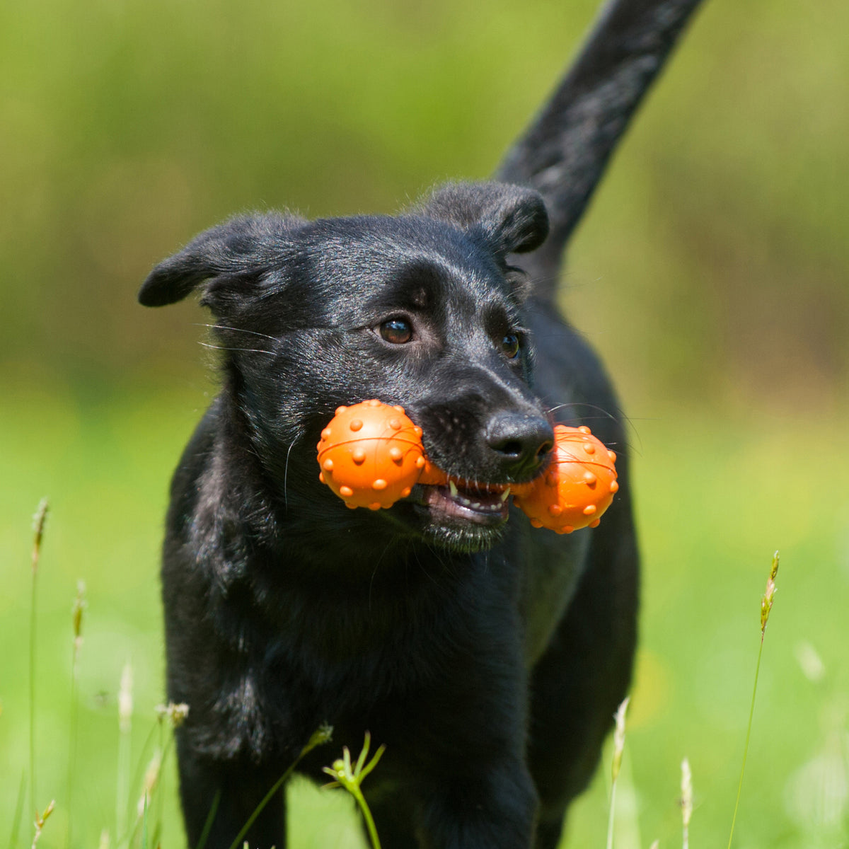 Major Dog Barbell Fetch Toy for Small Dogs